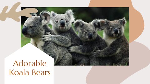 Playing Adorable Koala Bears