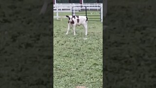 Baby stands calf up