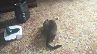 Cute Cat Gidget, Playtime
