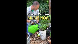 Why + How To Fertilize Your Mums in June