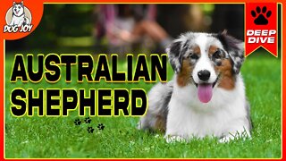 EVERYTHING You Need To Know About The AUSTRALIAN SHEPHERD