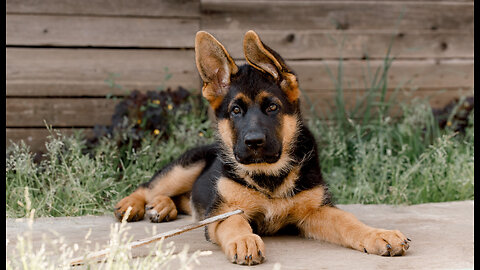 German Shepherd Dog 😱 !!!