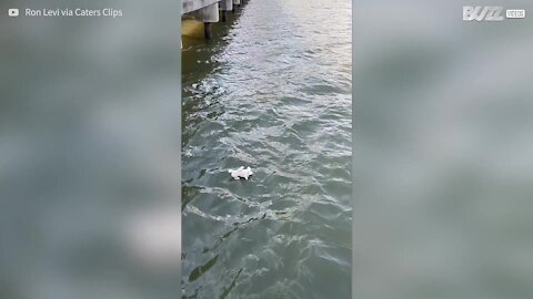 Un passant a récupéré la peluche d'un petit garçon, tombée dans une rivière