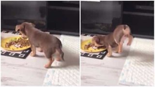 Acrobatic puppy eats on two legs