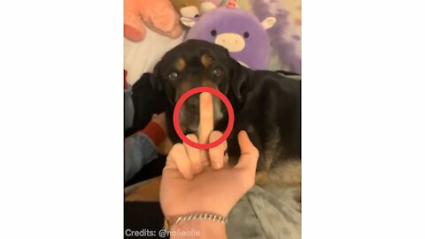 Dog amazing react on middle finger 😲😲