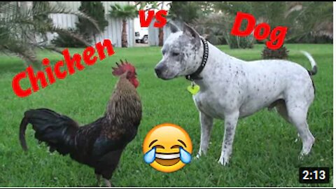 Chicken VS Dog Fight Funny Dog Fight Videos