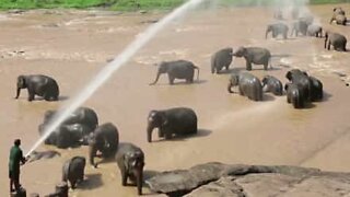 Elefantes orfãos são mimados com banhos de mangueira