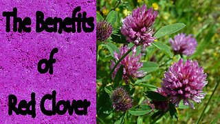 The Benefits of Red Clover