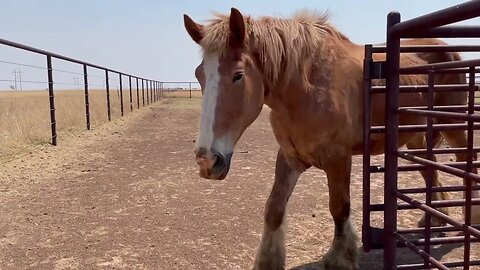 Our NEWEST Rescued Belgian Draft Horse Ep.18