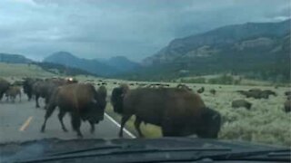 Bison herd invades road and stops traffic