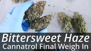 Cannatrol Cool Cure: Bittersweet Haze Final Dry Weight Revealed!