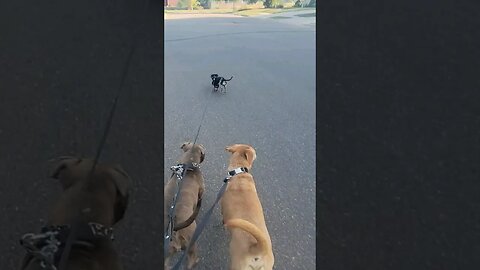 Pitbulls Trying To Keep Up With The Wiener #pets #dogs #shorts #dachshund