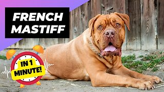 French Mastiff - In 1 Minute! 🐶 One Of The Biggest Dog Breeds In The World | 1 Minute Animals