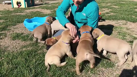 LonelyCreek Finny litter outside