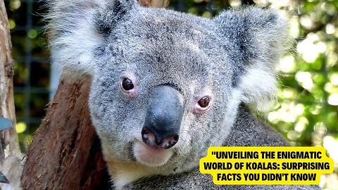Unveiling the Enigmatic World of Koalas: Surprising Facts You Didn't Know
