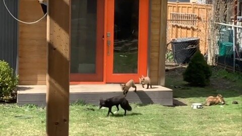 This fox family of 7 pups made a home in a suburban backyard