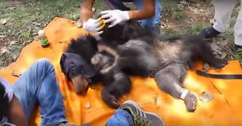 Björnunge räddas från taggtråd i Indien