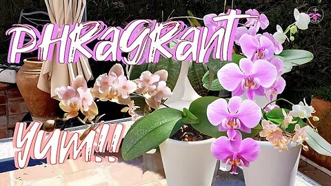 How to Pick FRAGRANT Bloomless Discount Phalaenopsis | Take Advantage of these TIPS! #ninjaorchids