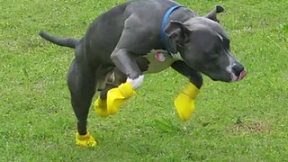 Dog Puts Incredible Effort To Run Out Of His New Rain Boots