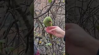 Feeding wild parraketts st james Park #london