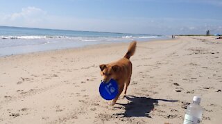 Frisbee chasing machine