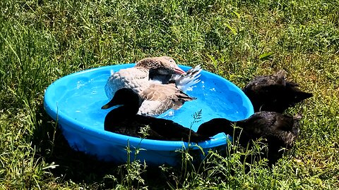 Ms goose and the Three sisters in the pool - no commentary