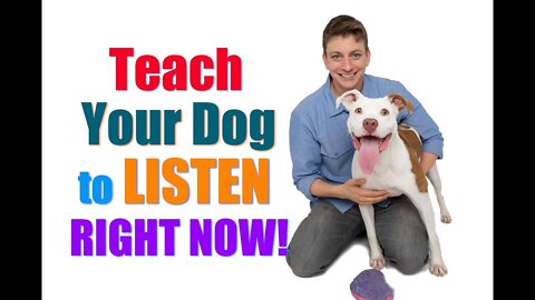 How to teach your dog to listen to you | Why your dog wont listen to you- Professional Dog Training