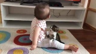 Ce chaton tente en vain d'attirer l'attention d'un bébé