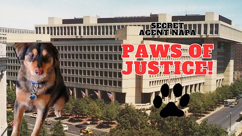 Paws of Justice! 🐕‍🦺🦮👀