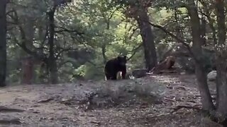 Brave man scares two bears off his property