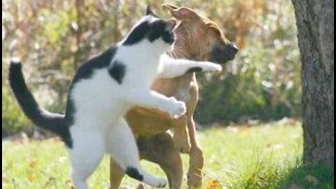 Funny animals / Part 15 😂 #pet #cat #dog #cute #animals #foryou #typ