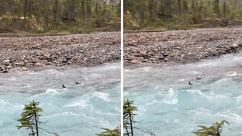 Ducks have fun floating effortlessly down fast-paced river