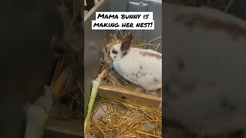 Watch this bunny make a NEST for her baby bunnies #shorts #animals