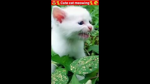 Cat meowing🐈 | cat sound | cute cat videos