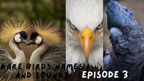 Rare Birds Names and Sounds- Third Episode.