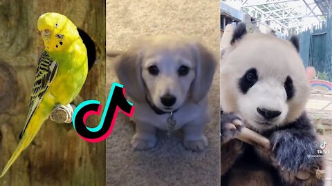 Funny Animals 2021 (TikTok Compilation) 😂😂😂