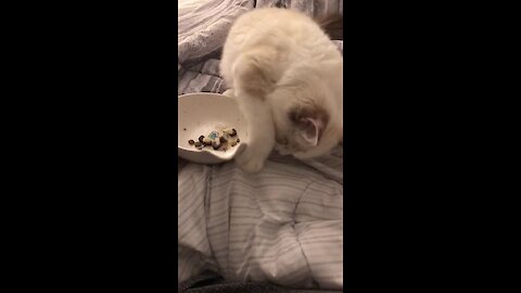 Cat Tries To Bury Smelly Food