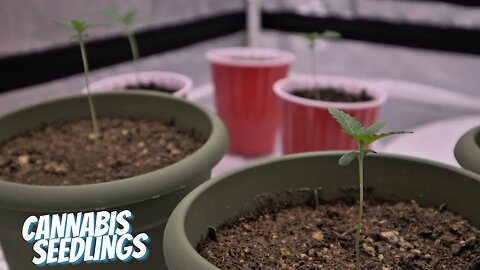 Homegrown EP 2: Starting Cannabis Seedlings in Organic Living Soil