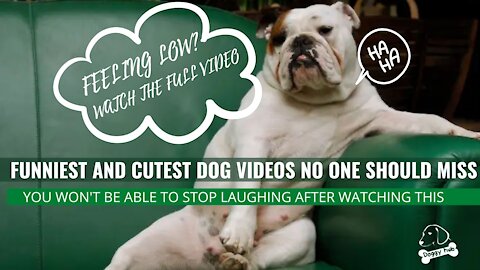 Funny dog videos| cute dog videos| Best dog videos compilation that will make you laugh | Doggy hub