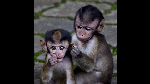 Two cute monkeys