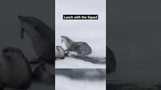 Lunch with the Squad 😂😂 #shorts #animals #video #viral