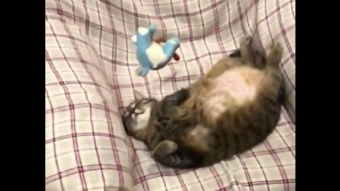 Cat vs Toy! funny cats Reaction video