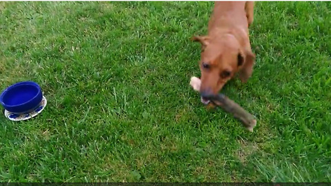 Frustrated dog play fetch with lazy owner