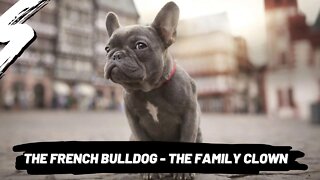 ALL About The ... French BULLDOG!