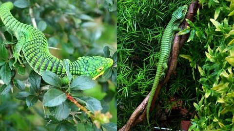 Mexican Alligator Lizard || Weird Animals || Trivia