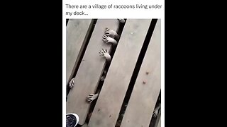 Raccoons under his deck