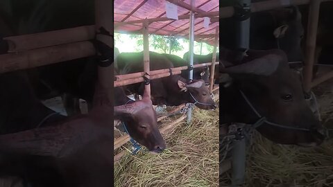 Rekomendasi Tempat Beli Hewan Qurban di @tripilar