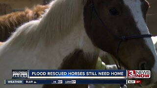 Flood rescued horses still need homes