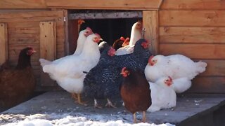 Cold stress in chickens - signs, how to prevent and how to help.