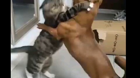 Fighting cat vs dog 🙀 trending video